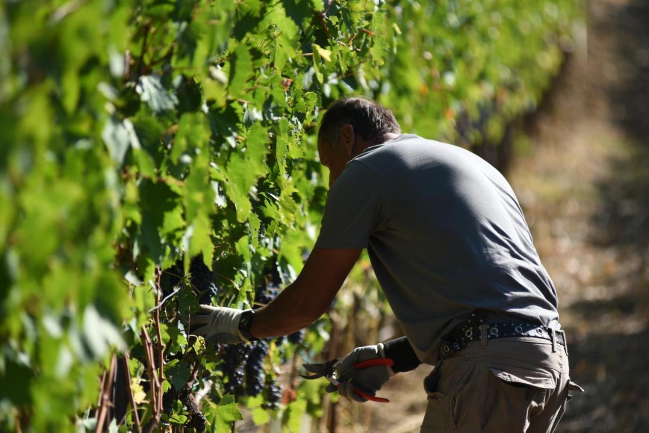 Il Palazzo - Agriturismo, Winery Arezzo Exteriér fotografie