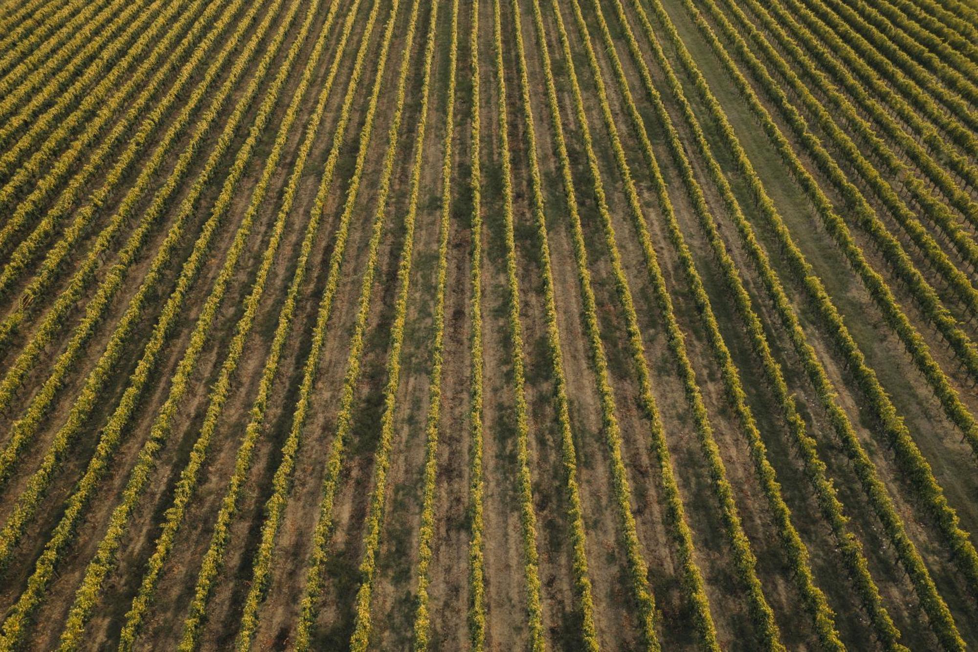 Il Palazzo - Agriturismo, Winery Arezzo Exteriér fotografie
